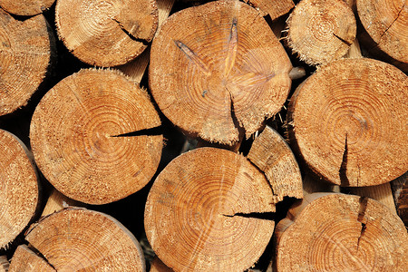 砍伐树木摄影照片_林业工业树木砍伐和木材采伐