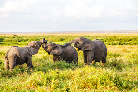 非洲肯尼亚安博塞利国家公园的大象