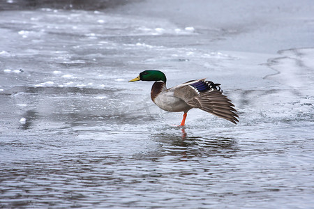 野鸭在冰上看起来很奇怪