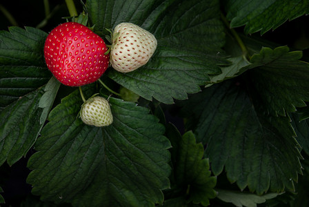 新鲜的红白草莓布什，花园里生长的草莓果实。