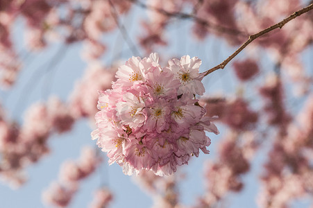 日本樱花节