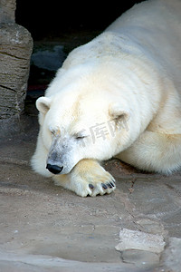 白熊休息一下