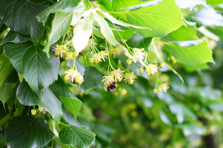 林花摄影照片_蜜蜂在菩提树上给花授粉