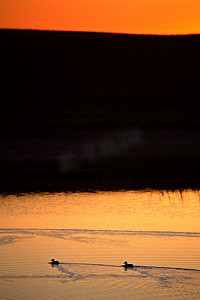 日出摄影照片_日出照明鸭子在坑洞里游泳
