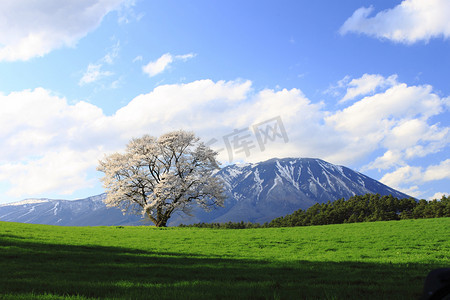 樱花和山