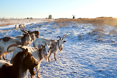 打呼噜摄影照片_雪地牧场上的山羊群