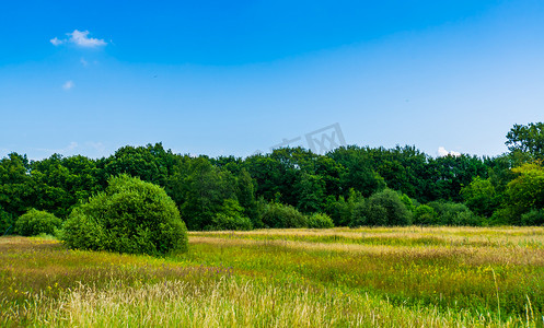 美丽的草地，树木繁茂，自然景观在 melanen，Halsteren，Bergen op zoom，荷兰