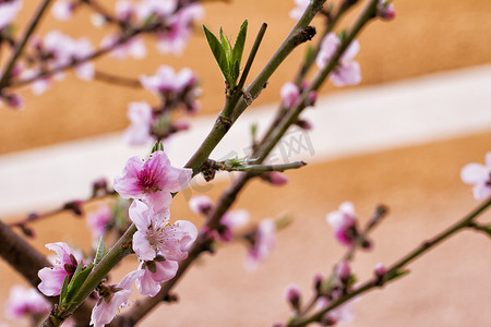 桃花桃子摄影照片_桃花