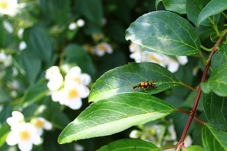 黄黑色摄影照片_茉莉花中的黑色和黄色长角牛甲虫