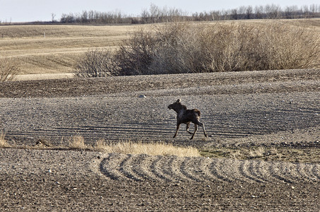 小麋鹿摄影照片_加拿大萨斯喀彻温省驼鹿牛和小牛