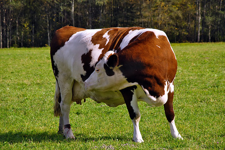 全肖像怀孕的棕牛感觉小牛