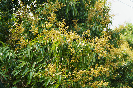 荔枝 (Lychee) 花开花在花园里，清迈，泰国。