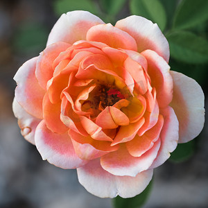 桃花桃子摄影照片_黄昏时分，在得克萨斯州的一个花园里，有选择地聚焦柔软、精致的桃花