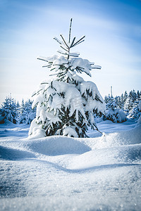 白雪皑皑的枞树