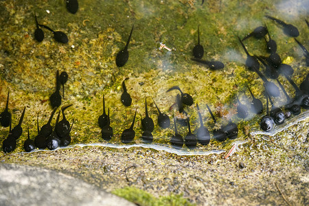 一群小黑蝌蚪在岩石池塘岸边游泳，特写细节