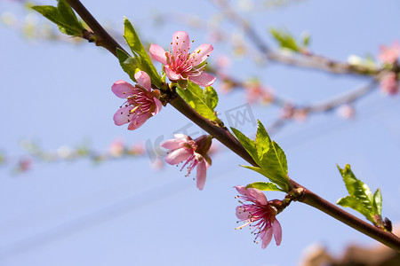 桃花