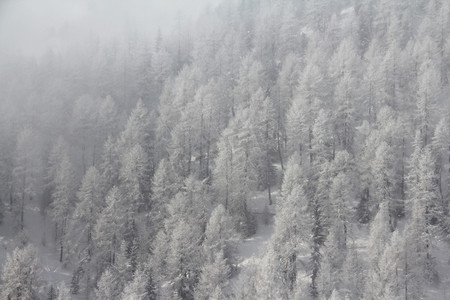 冬天山的美丽的森林