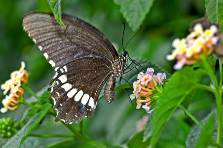 小碎花摄影照片_蝴蝶常见的摩门教徒 Papilio polytes 花特写复制空间