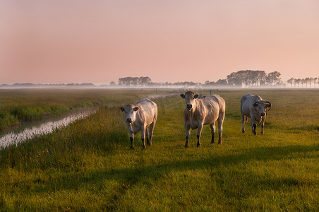 日出的荷兰母牛在雾中