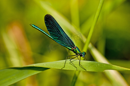 “美丽的少女，Calopteryx virgo”