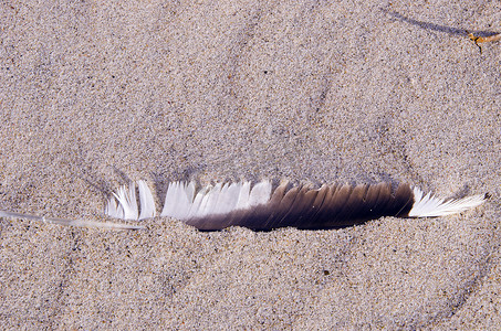 沙中的鸟毛。