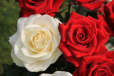 大白摄影照片_大白玫瑰和红玫瑰