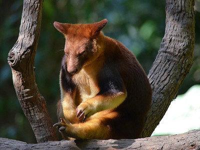 澳大利亚树袋鼠