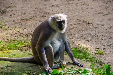 哈努曼空中漫步摄影照片_孟加拉哈努曼叶猴的画像，来自孟加拉国的热带猴子