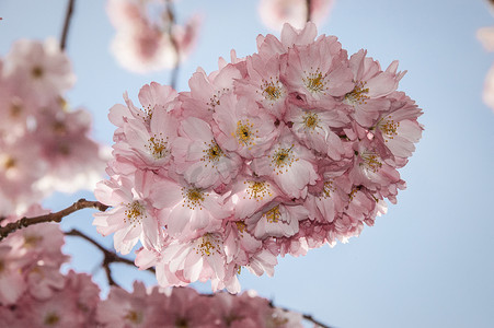 日本樱花节