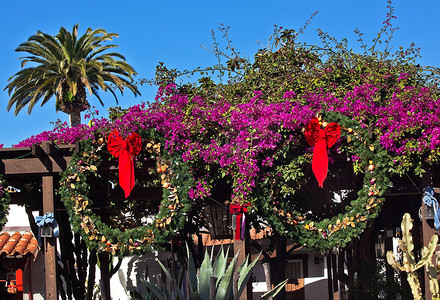 圣诞花环 Purple Bougananvilla Cactus Garden Old San Die