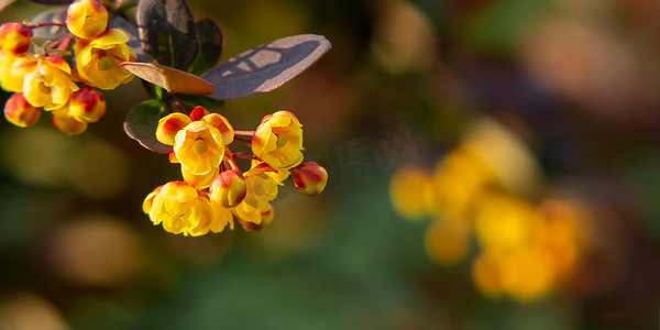 红叶黄花的伏牛花小枝，特写，复制空间