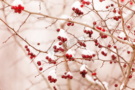 雪下的山楂树浆果