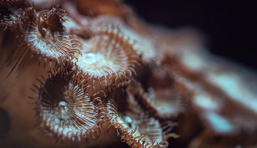 水下照片 — 橙色花朵如珊瑚在紫外线灯泡下发光，抽象海洋背景，浅景深照片只有少数触手在焦点