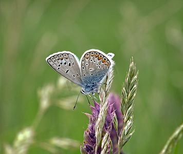 蓝色的蝴蝶翅膀在花的顶部展开