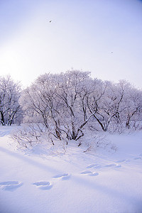 有轨道的冬天森林在雪