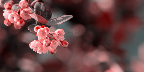 桑树枝摄影照片_红叶黄花的伏牛花小枝，特写，复制空间