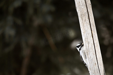 矢啄木鸟摄影照片_柔软的啄木鸟在杆子上