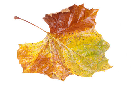 梧桐树叶子摄影照片_五颜六色的秋天叶子