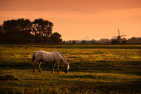日出时牧场上的白马