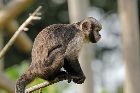 棕头卷尾猴