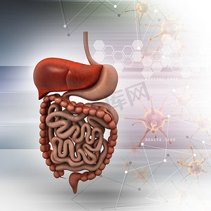 有颜色背景的人的消化系统