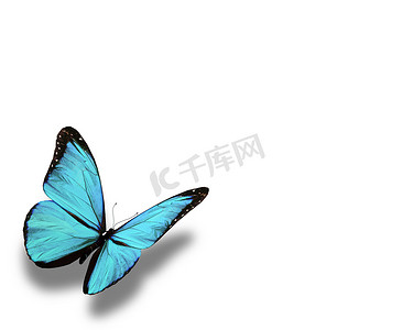 “蓝色蝴蝶，孤立在白色”
