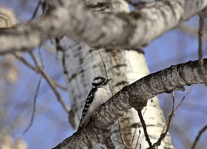 柔软的啄木鸟在树枝上