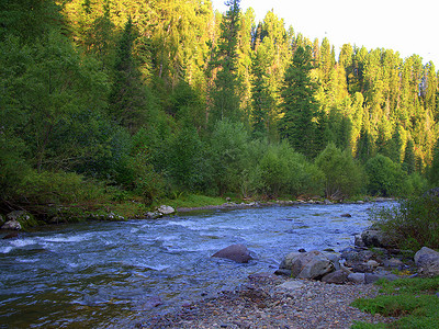 流经早晨森林的一条小山河。