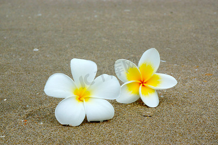 白色和黄色的鸡蛋花在沙滩上。