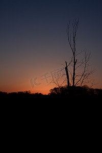 日出时的孤树