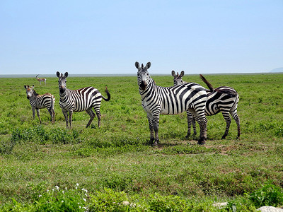 safari摄影照片_在 safari 上惊奇的斑马