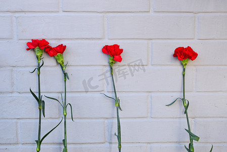 在白色被绘的砖墙背景的红色康乃馨