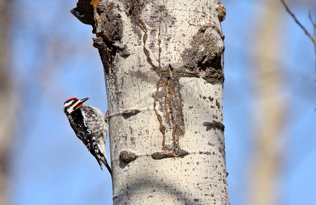 矢啄木鸟摄影照片_树干上的绒毛啄木鸟