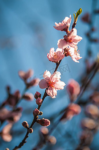 春天桃树开花